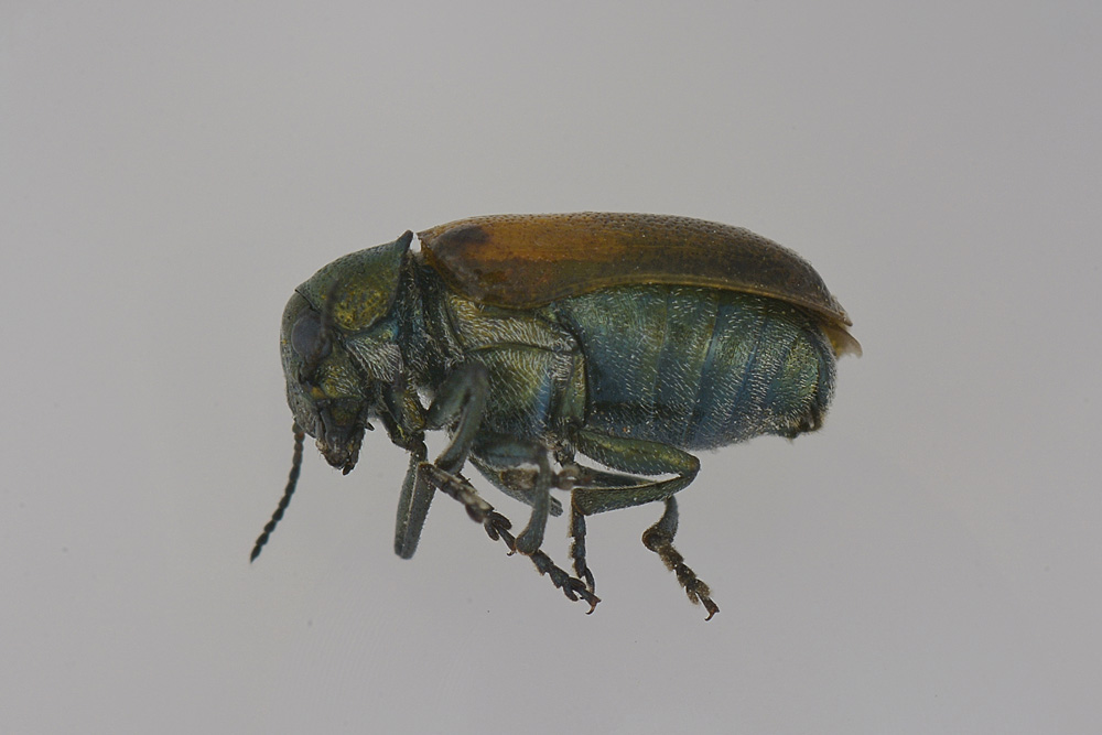 Labidostomis cf. longimana, Chrysomelidae